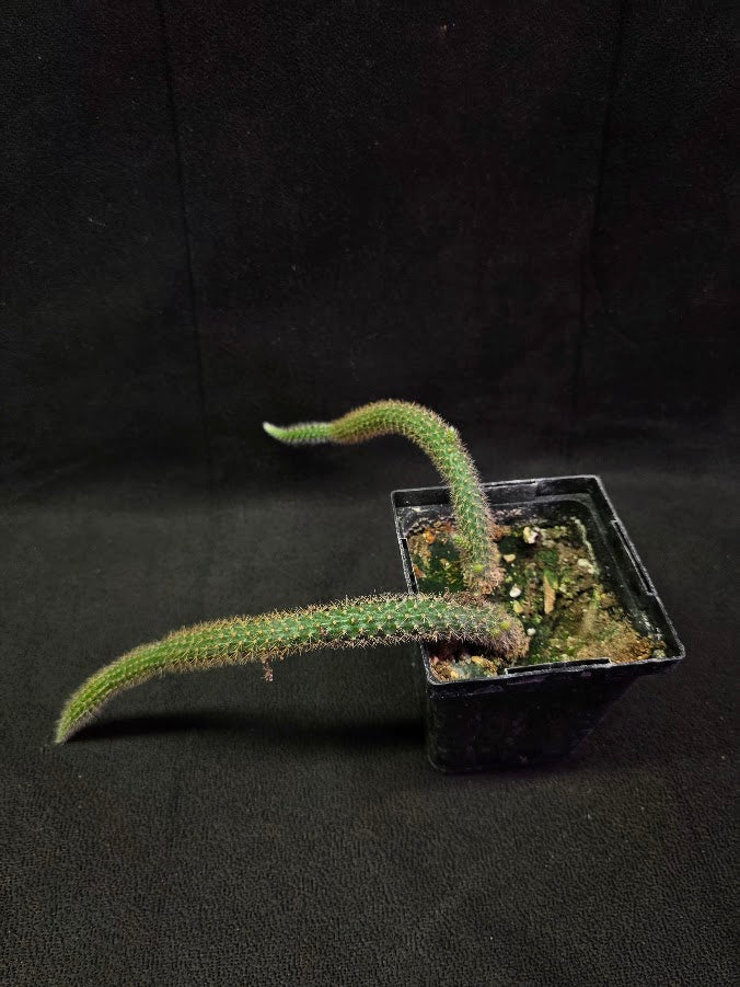 Rat Tail Cactus #12