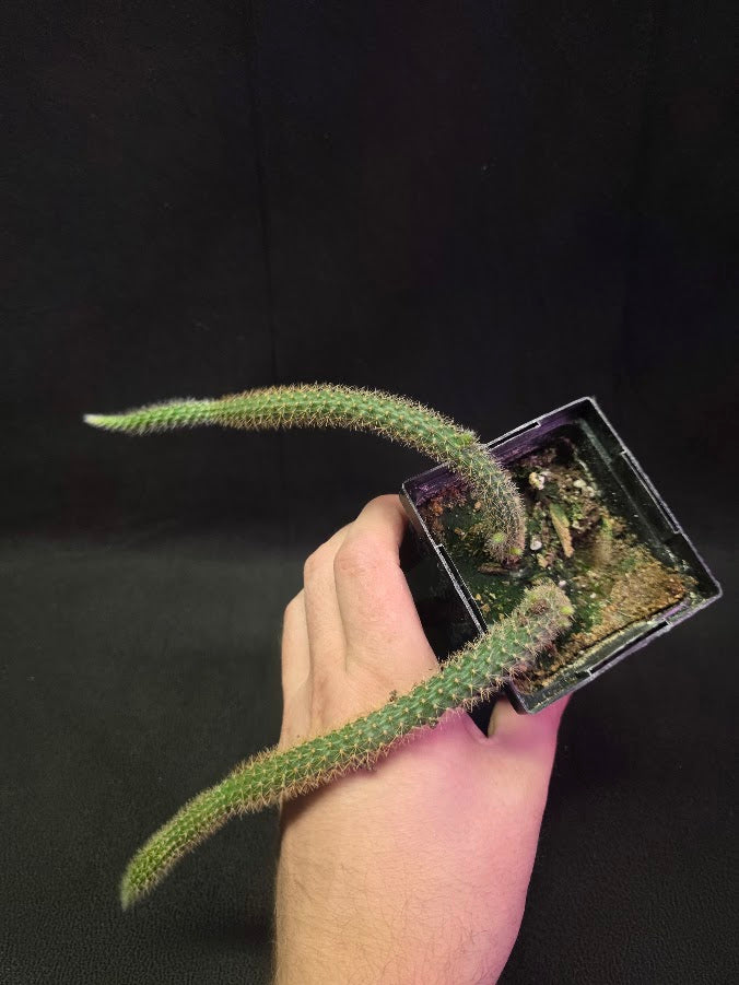 Rat Tail Cactus #12