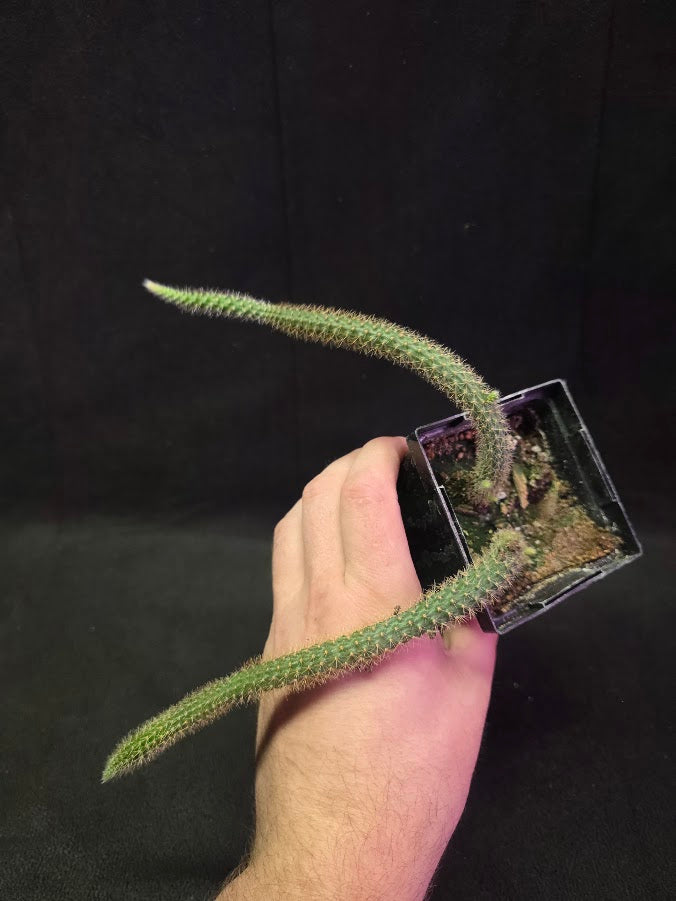 Rat Tail Cactus #12