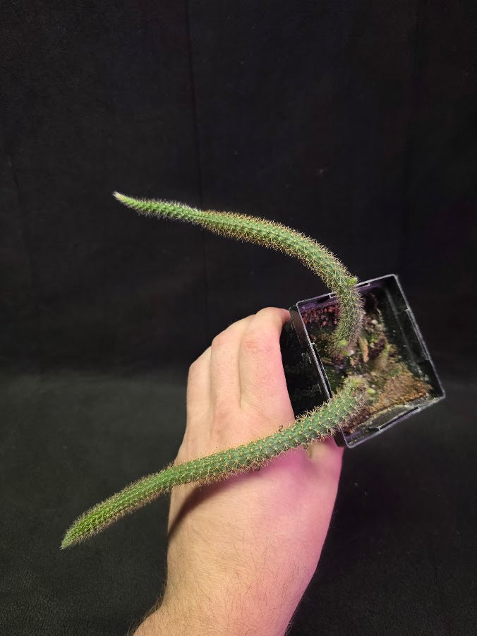 Rat Tail Cactus #12