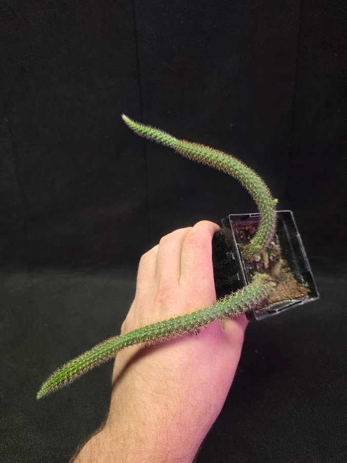 Rat Tail Cactus #12
