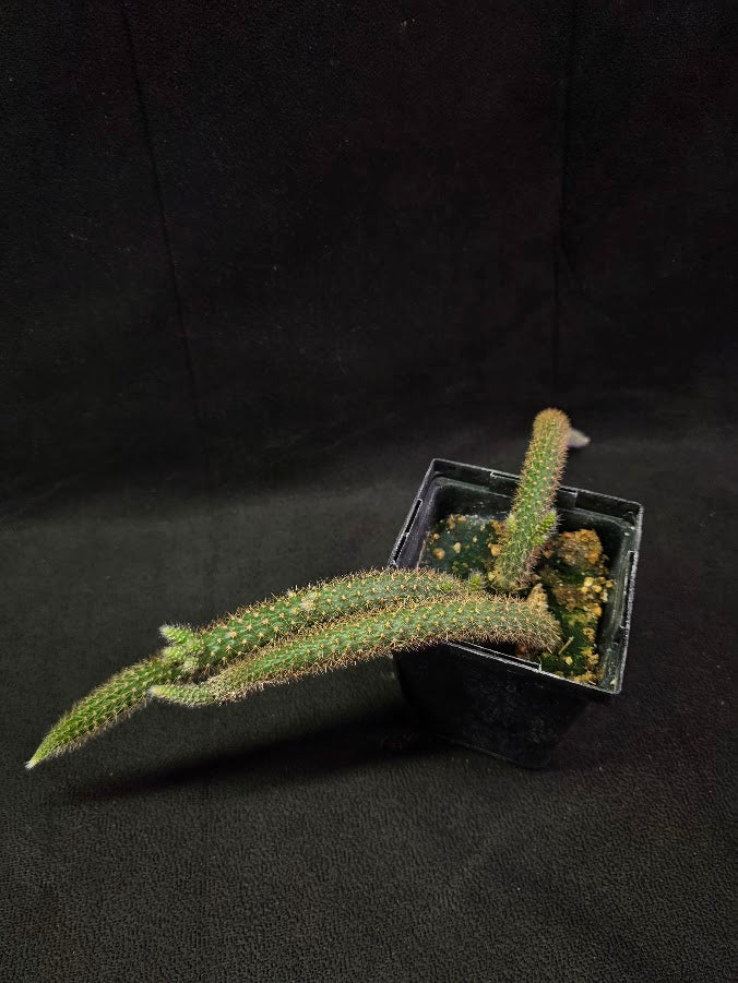 Rat Tail Cactus #13