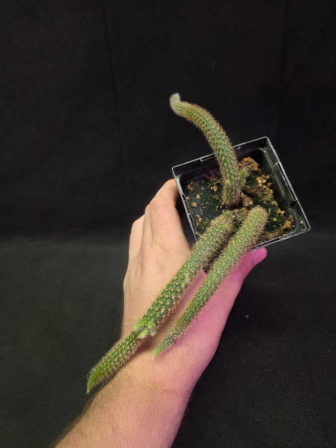 Rat Tail Cactus #13
