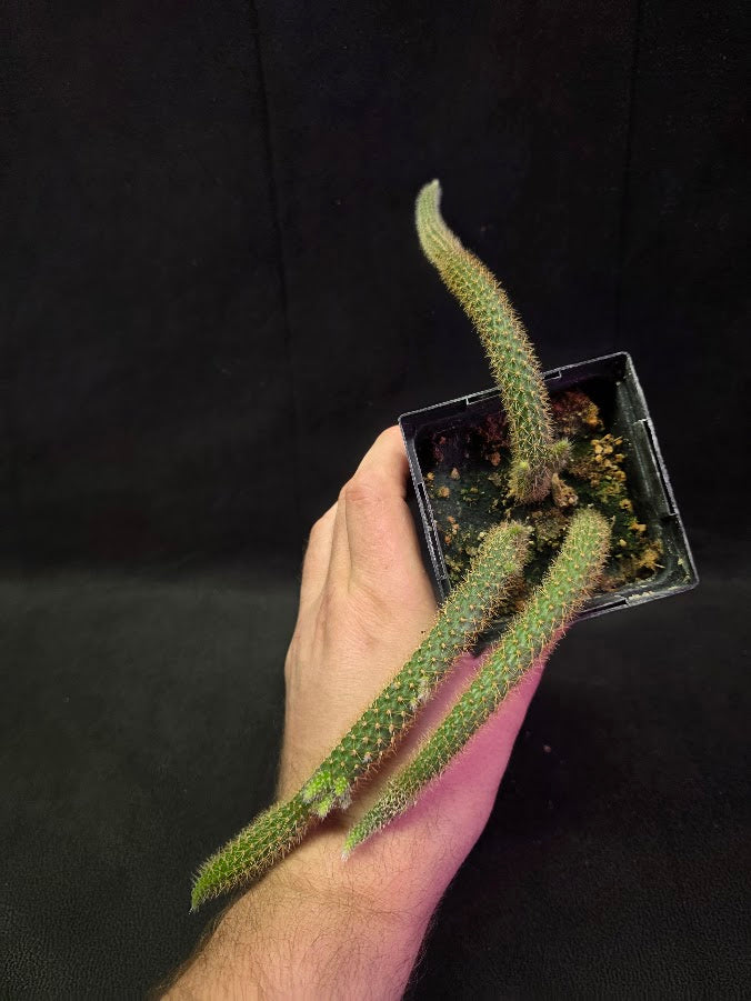 Rat Tail Cactus #13