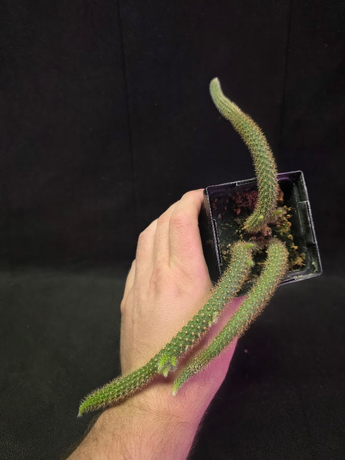 Rat Tail Cactus #13