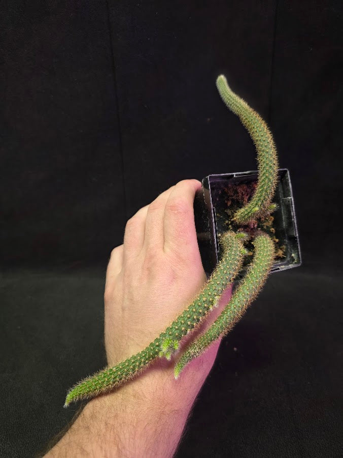 Rat Tail Cactus #13