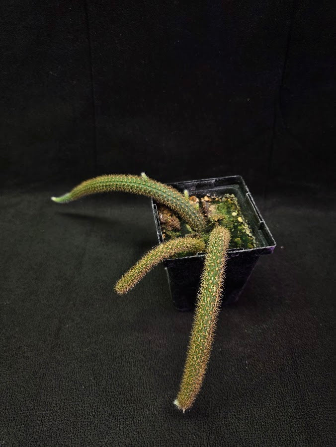 Rat Tail Cactus #14
