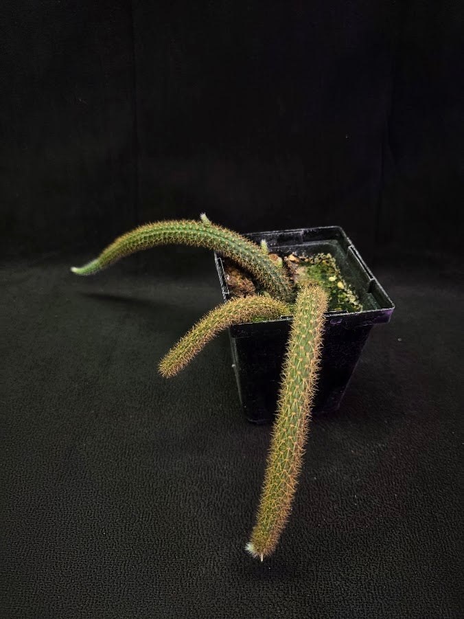 Rat Tail Cactus #14