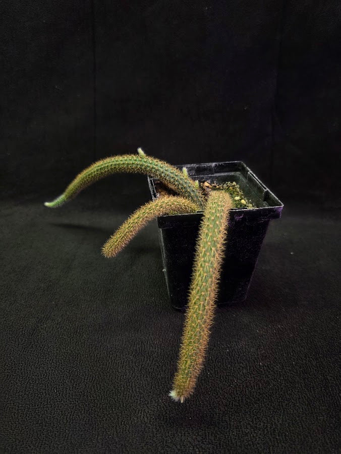 Rat Tail Cactus #14