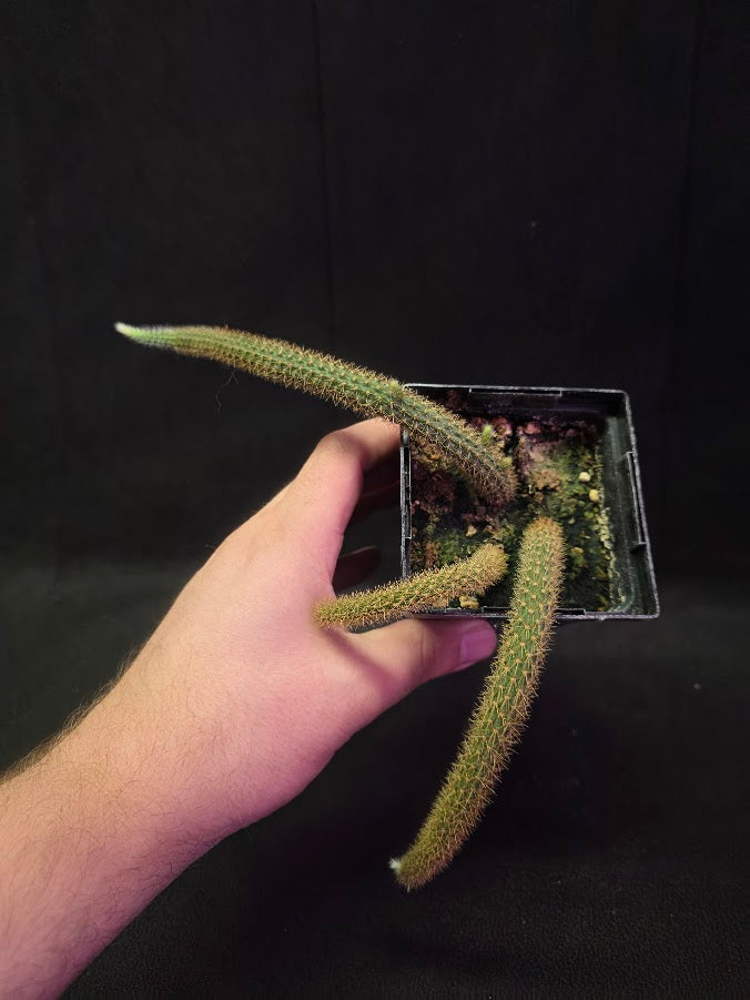Rat Tail Cactus #14