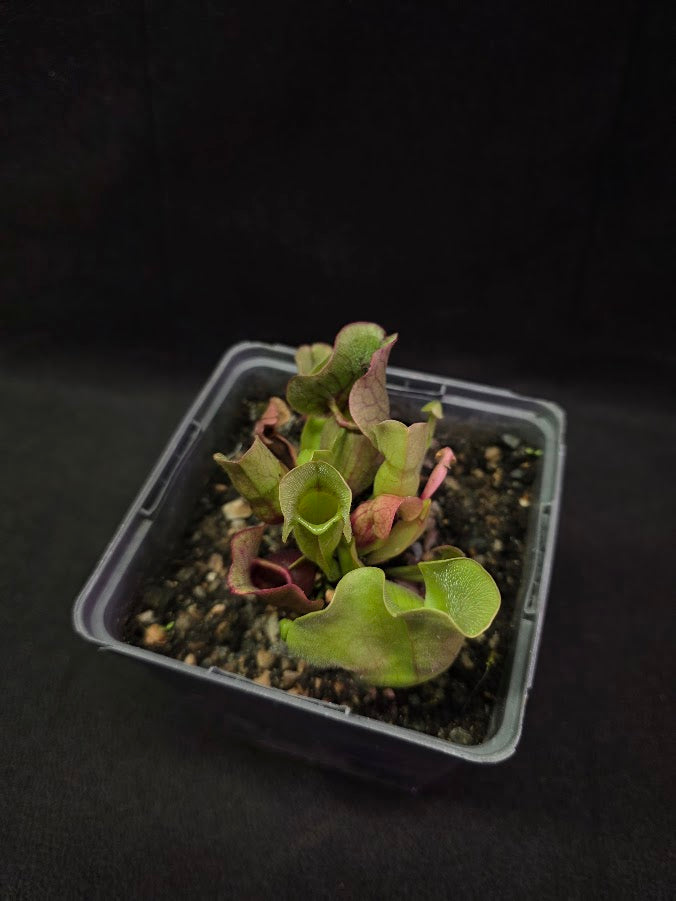 Sarracenia Purpurea Venosa #02