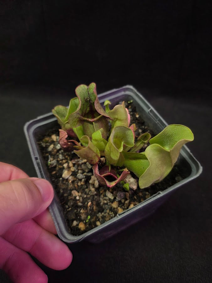Sarracenia Purpurea Venosa #02