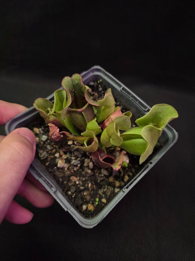 Sarracenia Purpurea Venosa #02