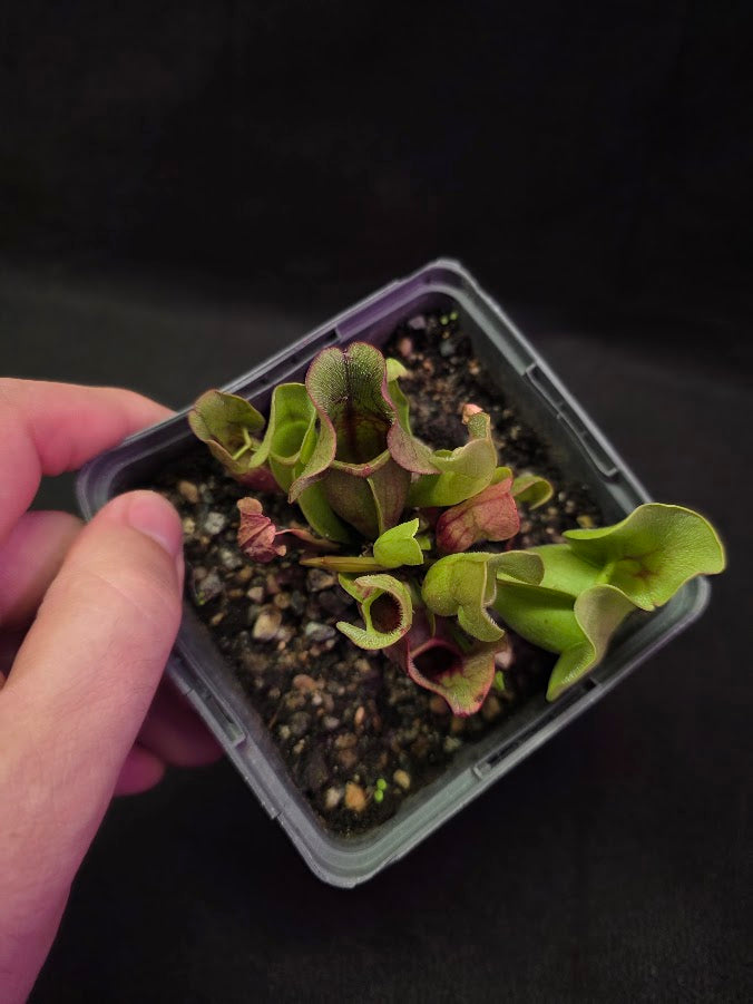 Sarracenia Purpurea Venosa #02