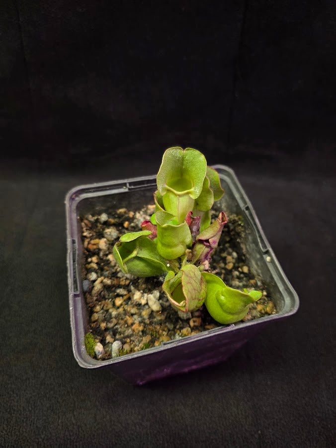 Sarracenia Purpurea Venosa #04