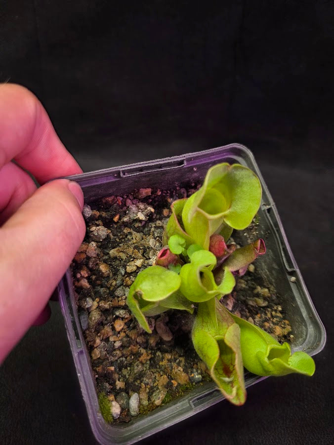 Sarracenia Purpurea Venosa #04