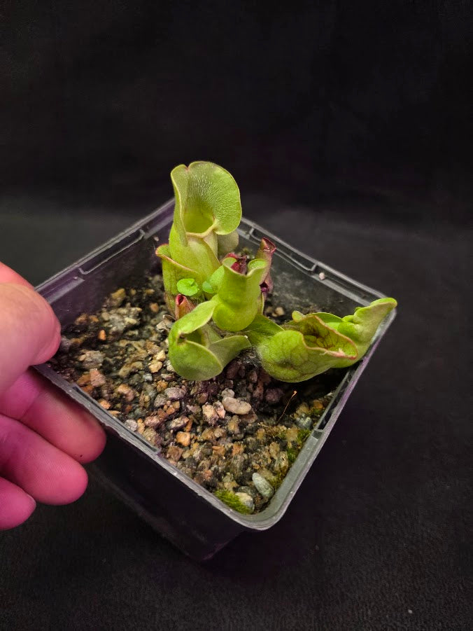 Sarracenia Purpurea Venosa #04
