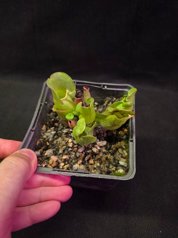 Sarracenia Purpurea Venosa #04