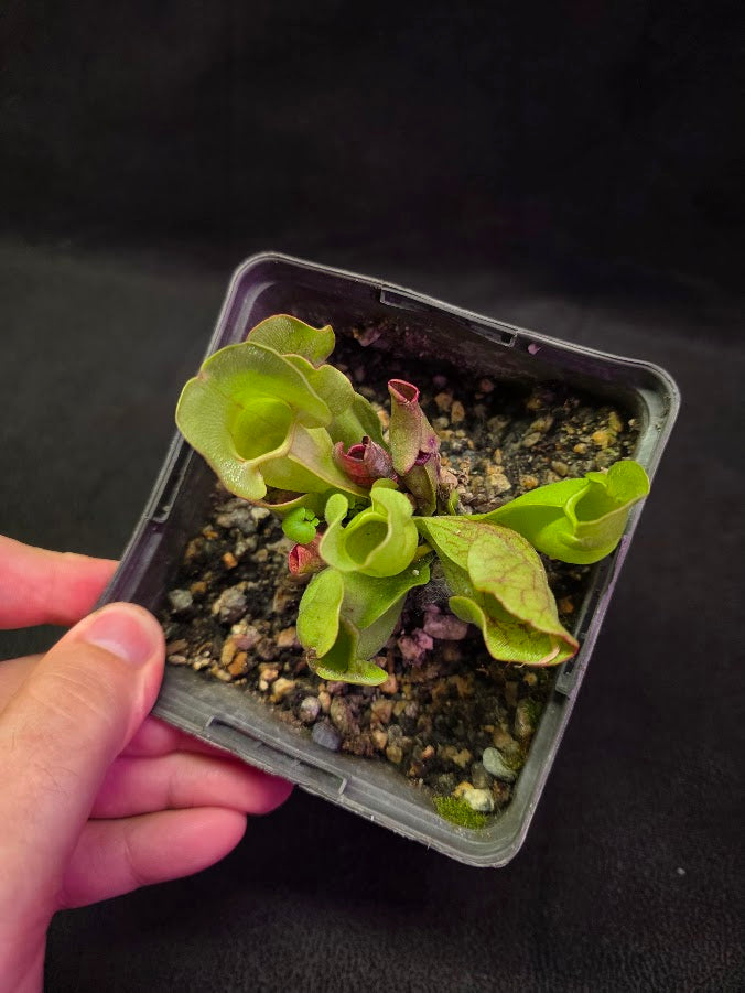 Sarracenia Purpurea Venosa #04