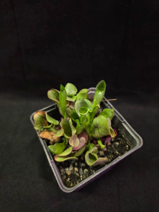 Sarracenia Purpurea Venosa #05