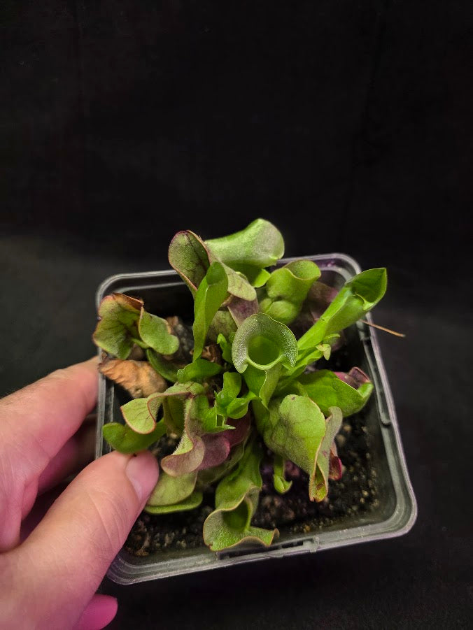 Sarracenia Purpurea Venosa #05