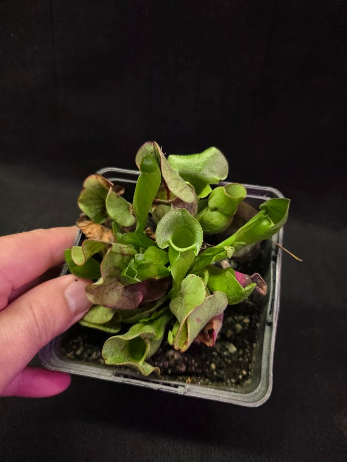 Sarracenia Purpurea Venosa #05