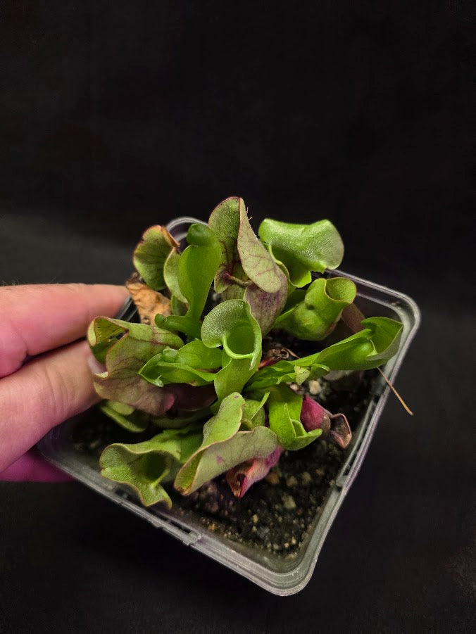 Sarracenia Purpurea Venosa #05