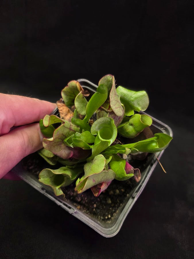 Sarracenia Purpurea Venosa #05