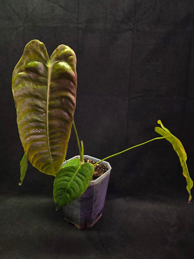 Anthurium King Veitchii #01