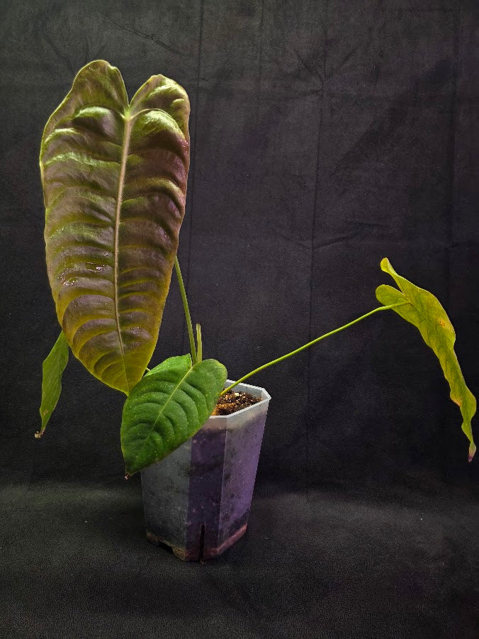 Anthurium King Veitchii #01