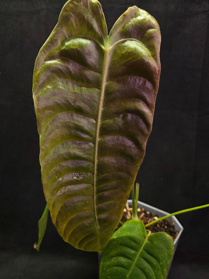 Anthurium King Veitchii #01
