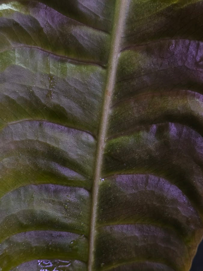 Anthurium King Veitchii #01