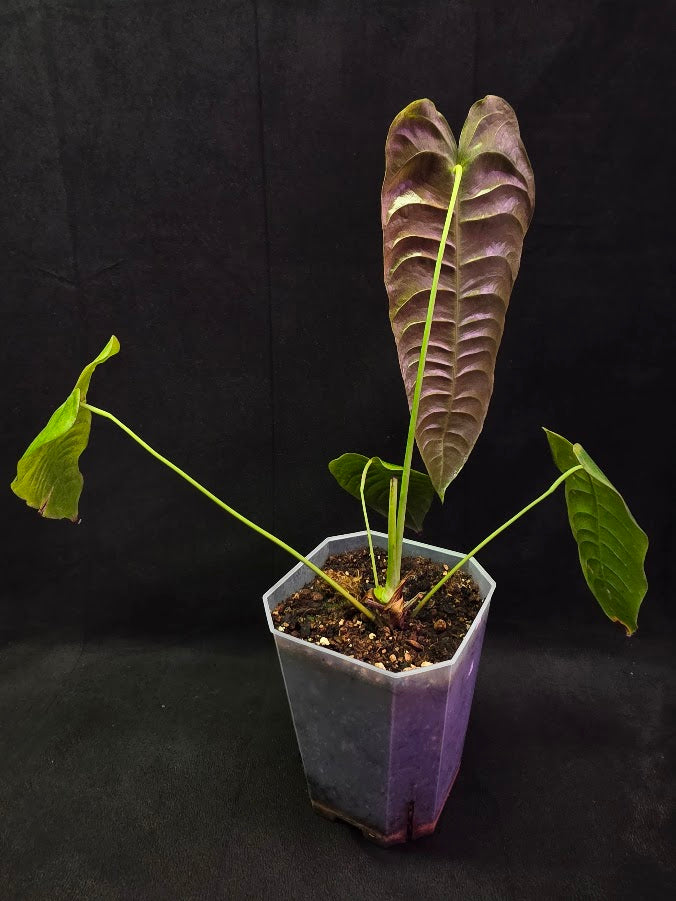 Anthurium King Veitchii #01