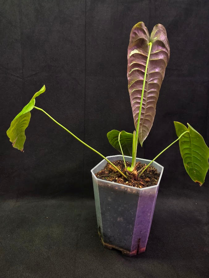 Anthurium King Veitchii #01
