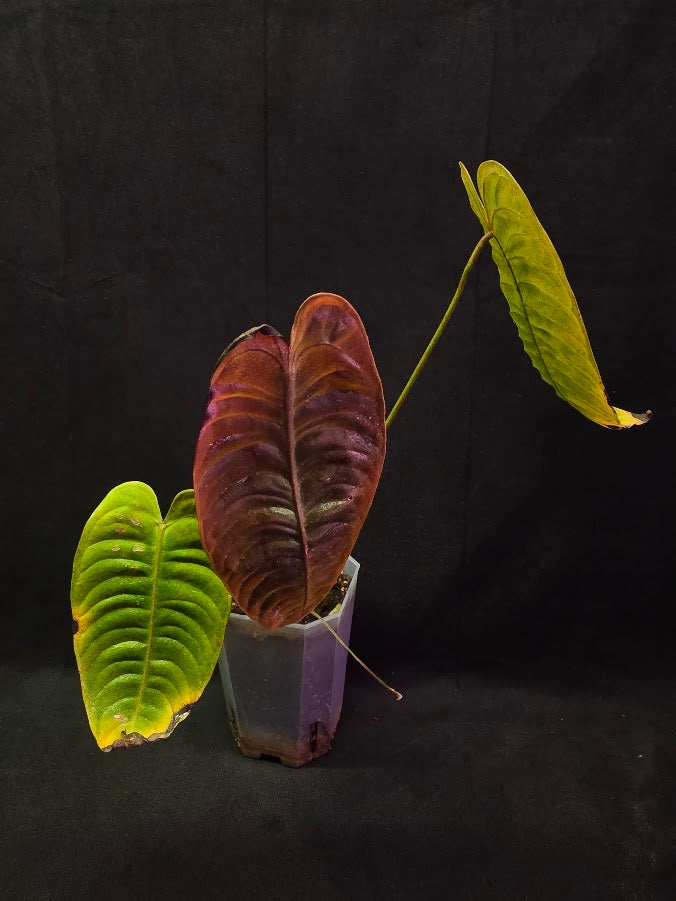 Anthurium King Veitchii #02