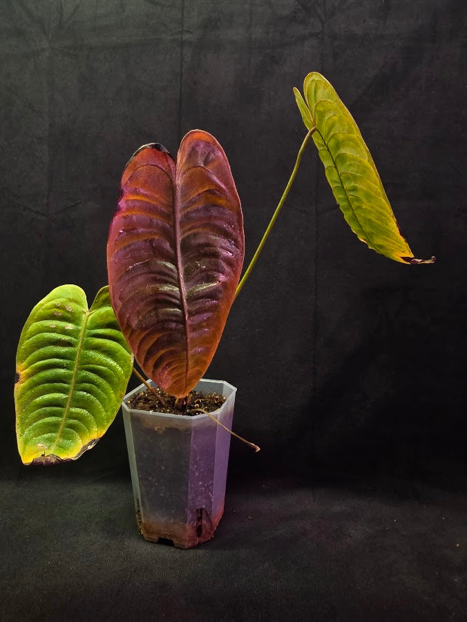 Anthurium King Veitchii #02