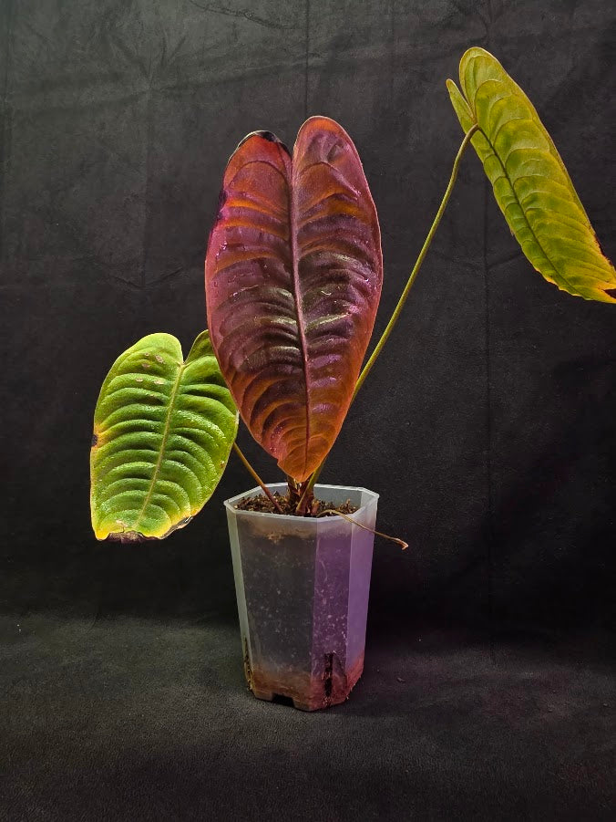 Anthurium King Veitchii #02
