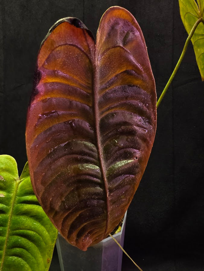 Anthurium King Veitchii #02