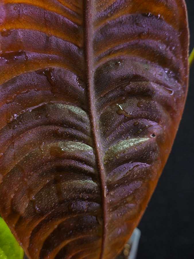 Anthurium King Veitchii #02