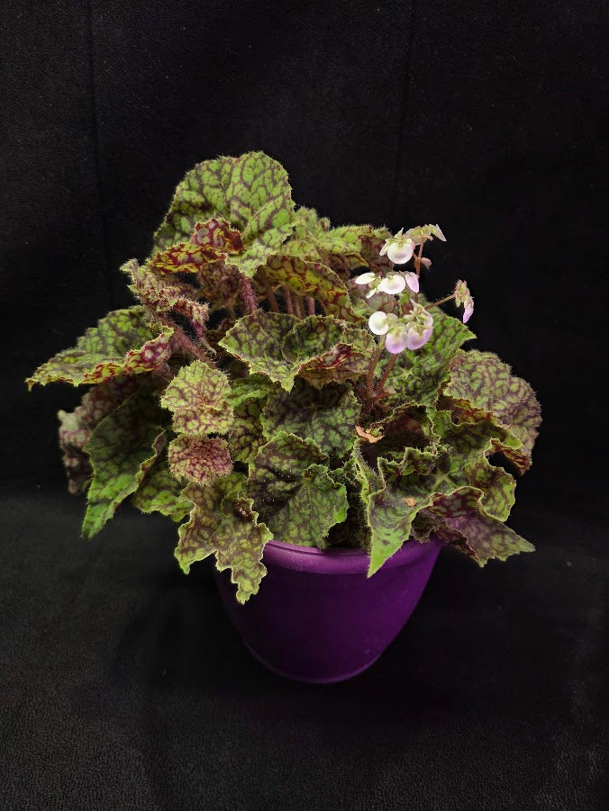 Begonia x Rex Cultorum Shadow King Rex Vintage Love #01