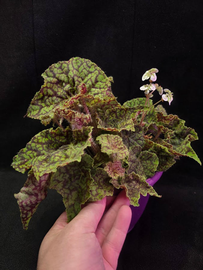 Begonia x Rex Cultorum Shadow King Rex Vintage Love #01