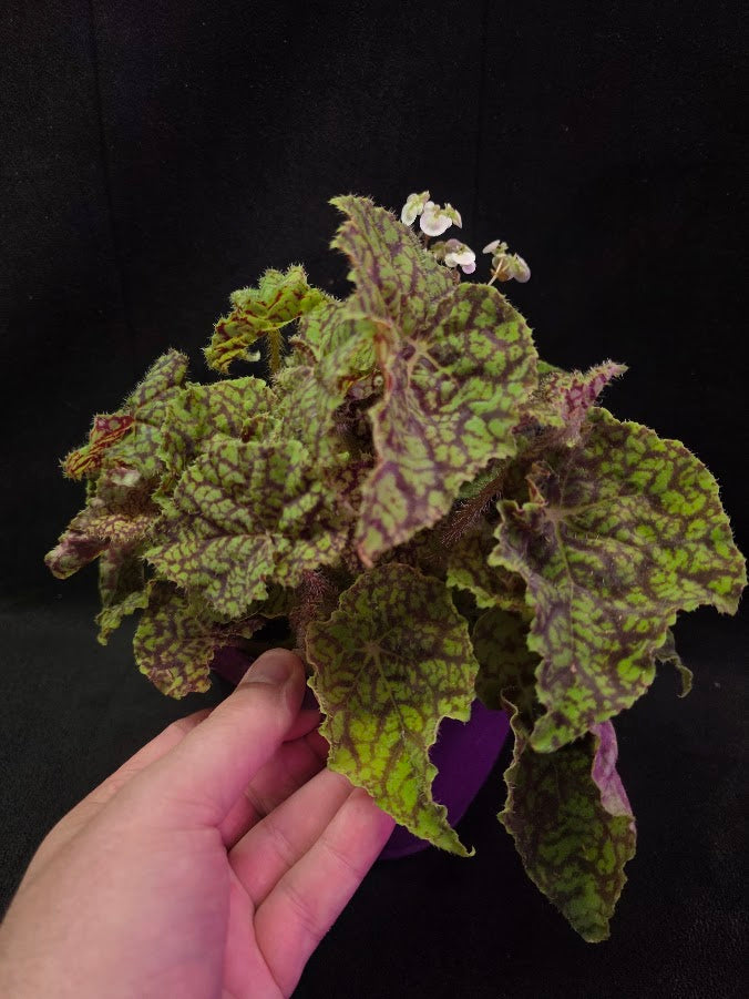 Begonia x Rex Cultorum Shadow King Rex Vintage Love #01