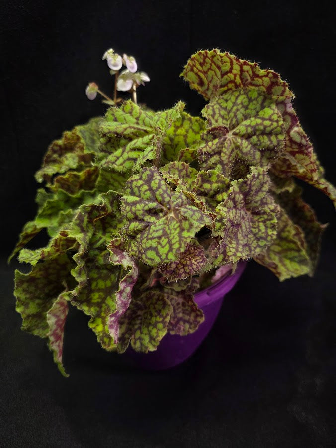 Begonia x Rex Cultorum Shadow King Rex Vintage Love #01