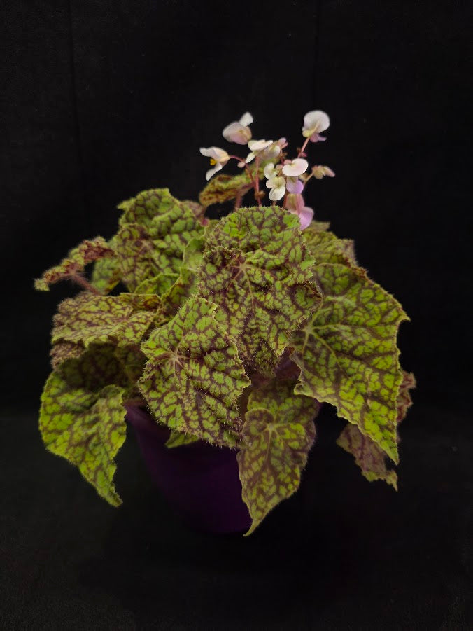 Begonia x Rex Cultorum Shadow King Rex Vintage Love #02