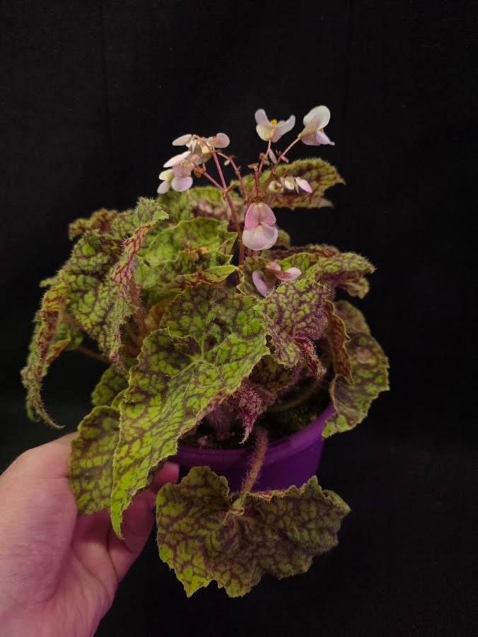 Begonia x Rex Cultorum Shadow King Rex Vintage Love #02