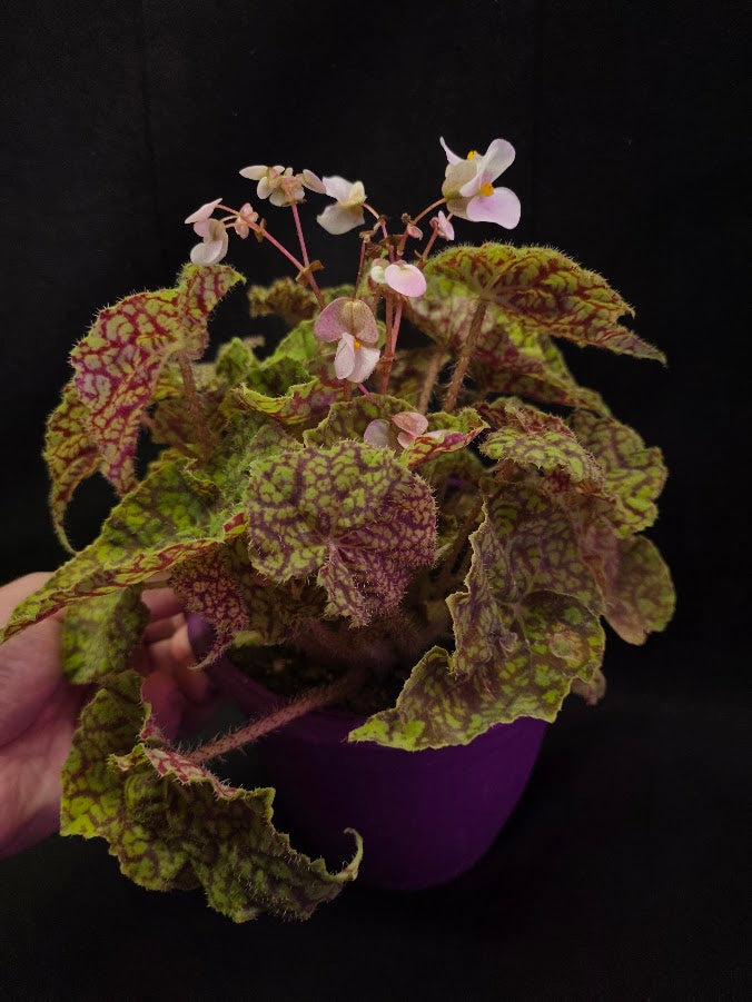 Begonia x Rex Cultorum Shadow King Rex Vintage Love #02