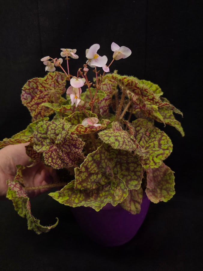 Begonia x Rex Cultorum Shadow King Rex Vintage Love #02