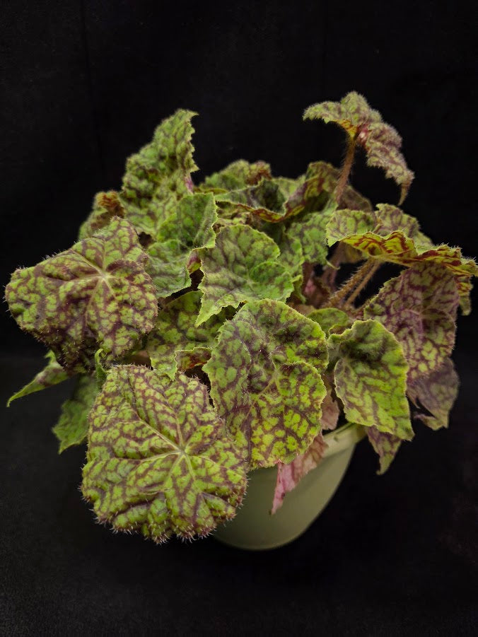 Begonia x Rex Cultorum Shadow King Rex Vintage Love #03