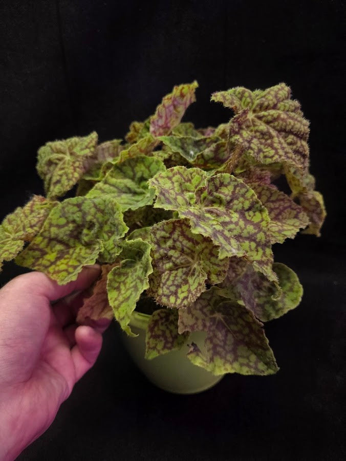Begonia x Rex Cultorum Shadow King Rex Vintage Love #03