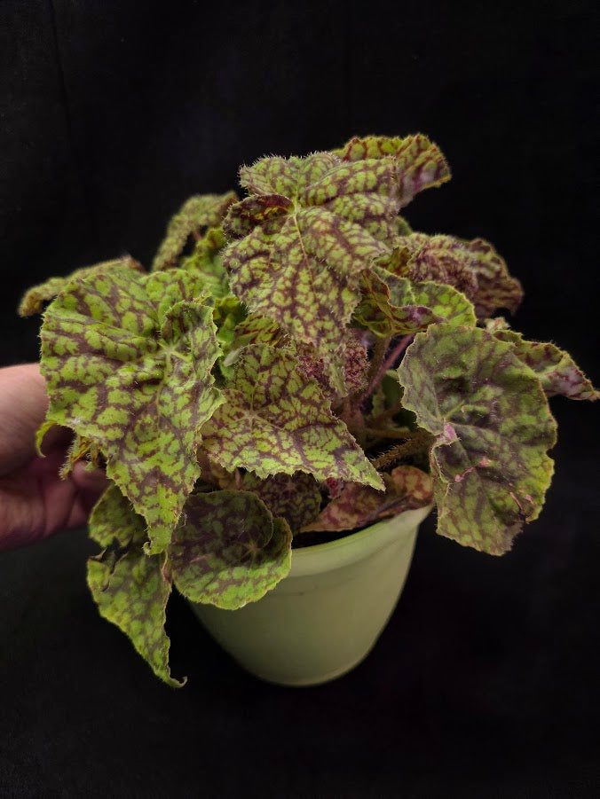Begonia x Rex Cultorum Shadow King Rex Vintage Love #03